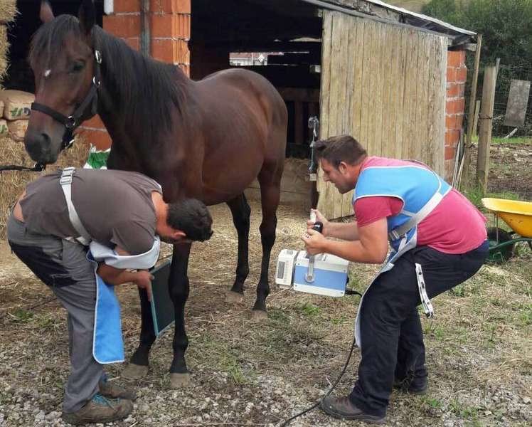 veterinario-tico-horse.jpg
