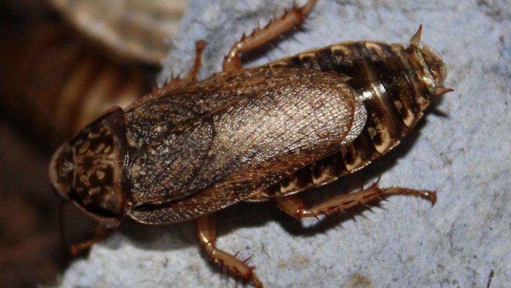 Cucaracha langosta.
EZSA Sanidad Ambiental