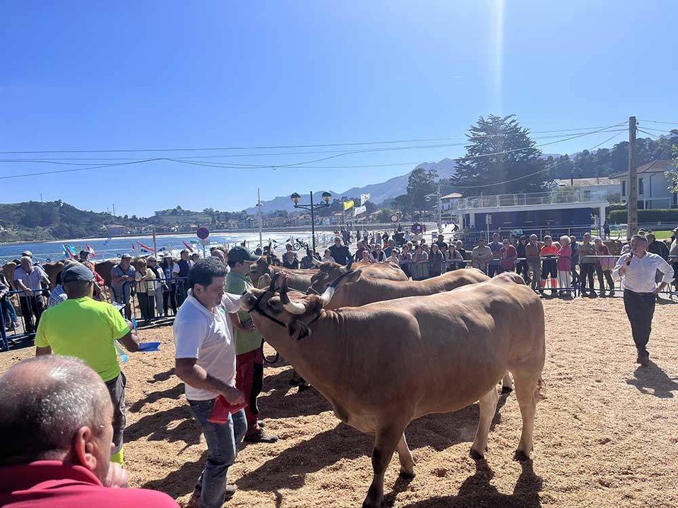 concurso-ganado-playa-ribadesella-2024-03