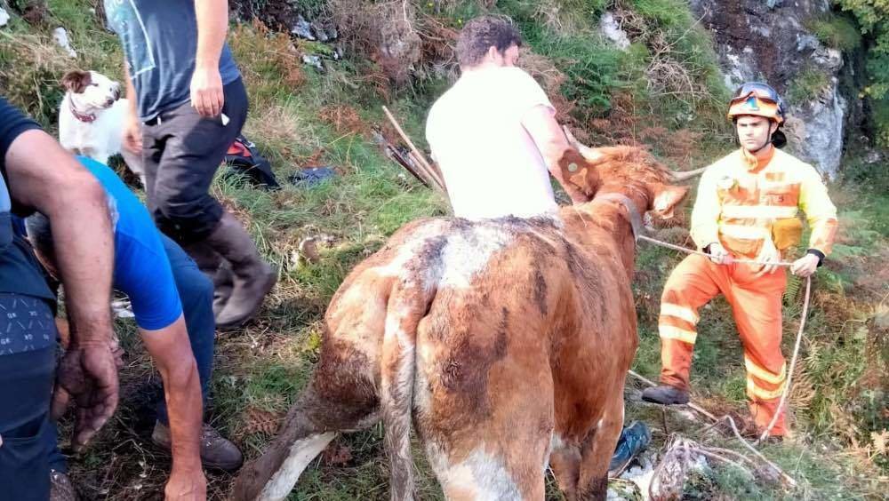 vacas-rescatadas-sima-llanes